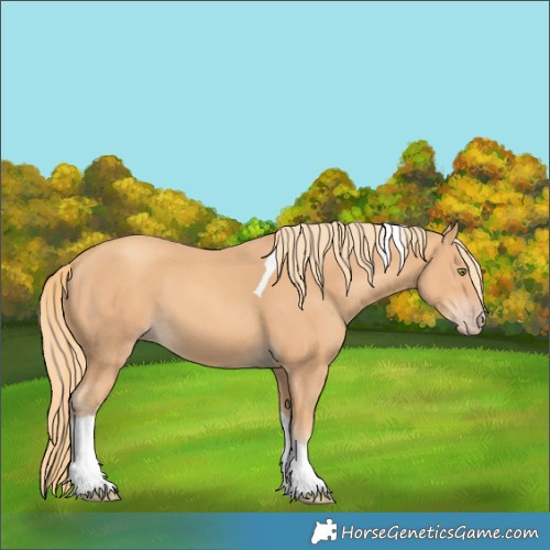 Horse Color:Gold Champagne Tobiano