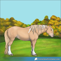 Horse Color:Gold Champagne Tobiano