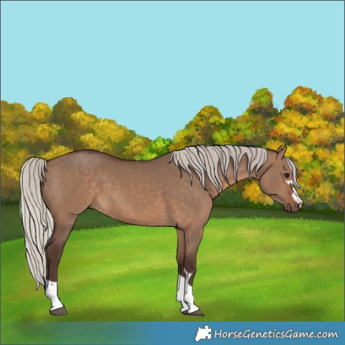 Horse Color:Silver Brown Dun