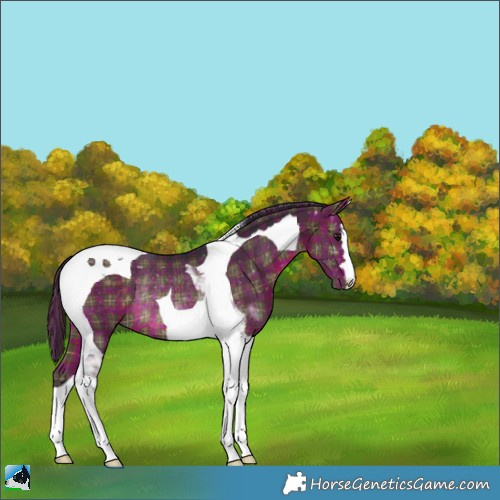 Horse Color:Plaid  Brown Tobiano Rabicano 