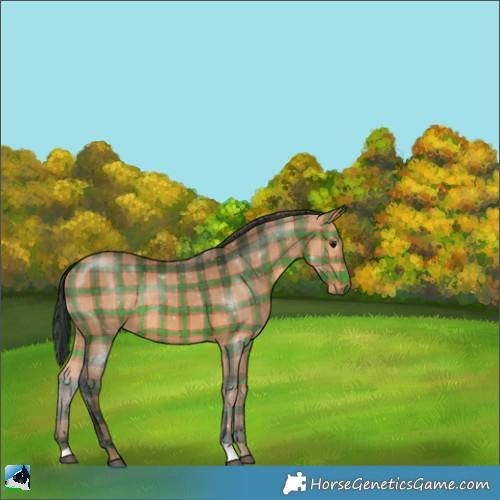 Horse Color:Plaid  Bay Rabicano 