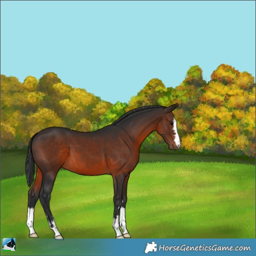 Horse Color:Brown 