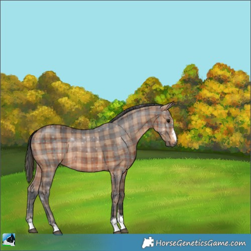 Horse Color:Plaid  Brown 