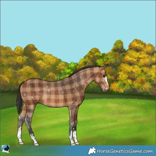 Horse Color:Plaid  Bay Rabicano 