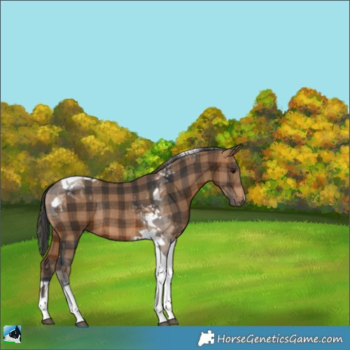Horse Color:Plaid  Bay Tobiano Rabicano 