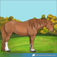 Horse Color:Chestnut Tobiano Rabicano 