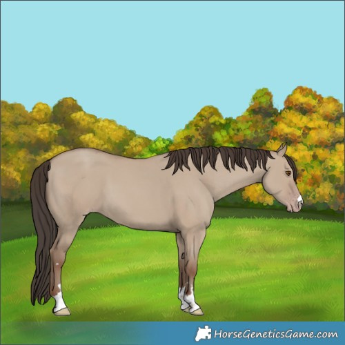 Horse Color:Classic Champagne Dun