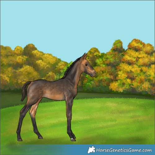 Horse Color:Buckskin 