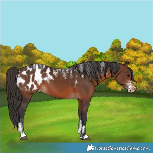 Horse Color:Powder White Brown Appaloosa