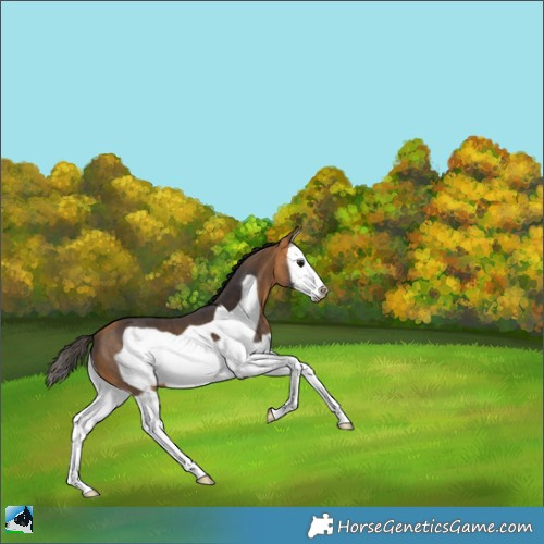 Horse Color:Buckskin Splash Frame 
