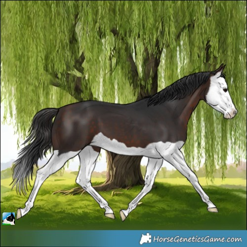 Horse Color:Bay Splash 