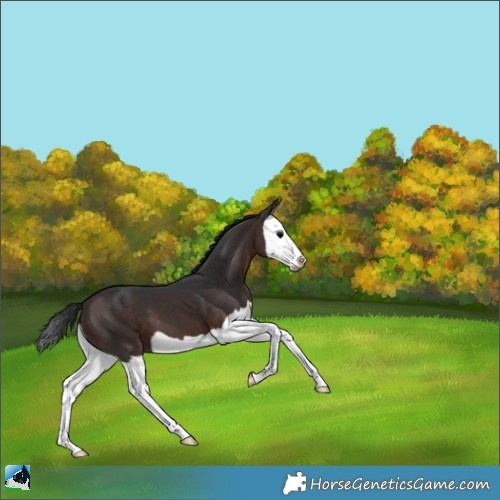 Horse Color:Bay Splash 