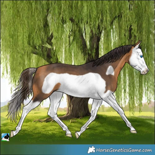 Horse Color:Buckskin Splash Frame 