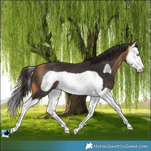Horse Color:Buckskin Splash Frame 