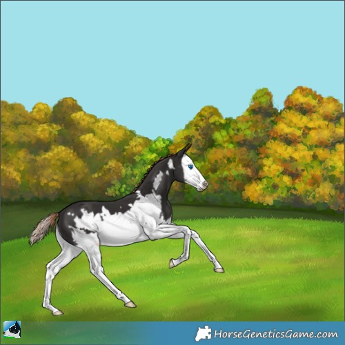 Horse Color:Liver Chestnut Splash Frame 