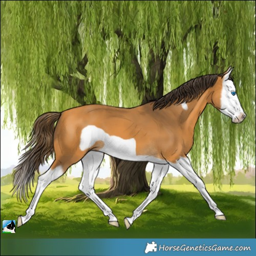 Horse Color:Buckskin Splash Frame 