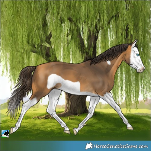 Horse Color:Buckskin Splash Frame 