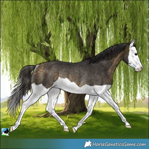 Horse Color:Buckskin Splash Rabicano 