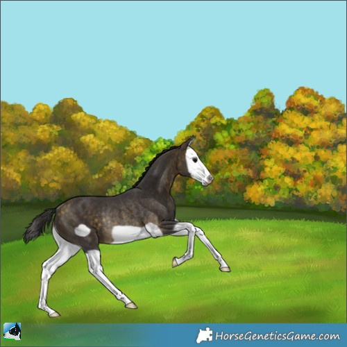 Horse Color:Buckskin Splash Frame Rabicano 