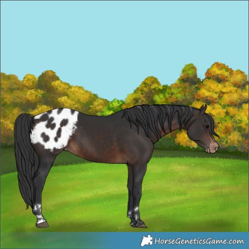 Horse Color:Brown Appaloosa 