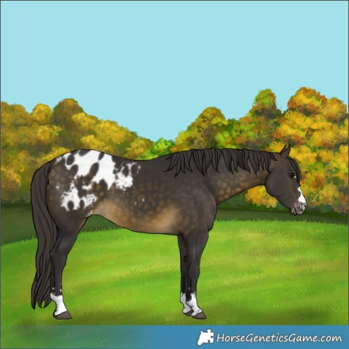 Horse Color:Buckskin Appaloosa