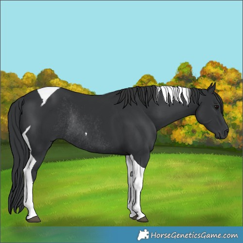 Horse Color:Black Tobiano Rabicano 