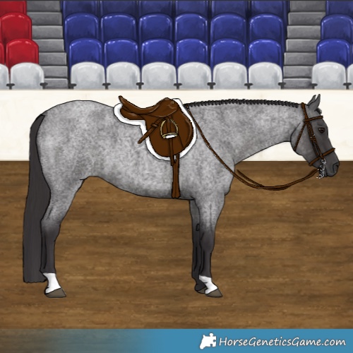 Horse Color:Smoky Blue Roan 