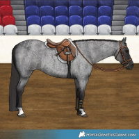 Horse Color:Smoky Blue Roan 