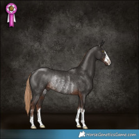 Horse Color:Liver Chestnut Rabicano 