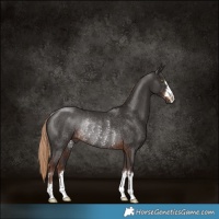 Horse Color:Liver Chestnut Rabicano 