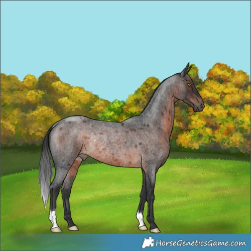 Horse Color:Brown Roan Rabicano 