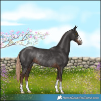 Horse Color:Liver Chestnut Rabicano 