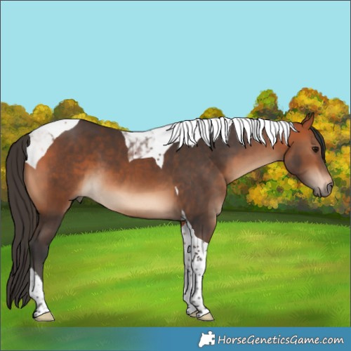 Horse Color:Bay Tobiano 