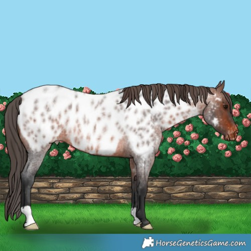 Horse Color:Brown Roan Near Leopard