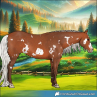 Horse Color:White Spotted Silver Bay Frame Rabicano 