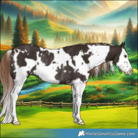 Horse Color:White Spotted Liver Chestnut Splash Frame Rabicano 