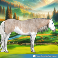 Horse Color:Silver Buckskin Roan Splash