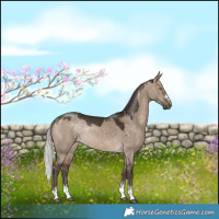Horse Color:Silver Brown Dun Rabicano
