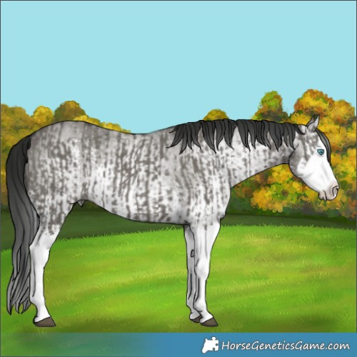Horse Color:Grullo Sabino Splash  and Gray Grullo Sabino Splash 