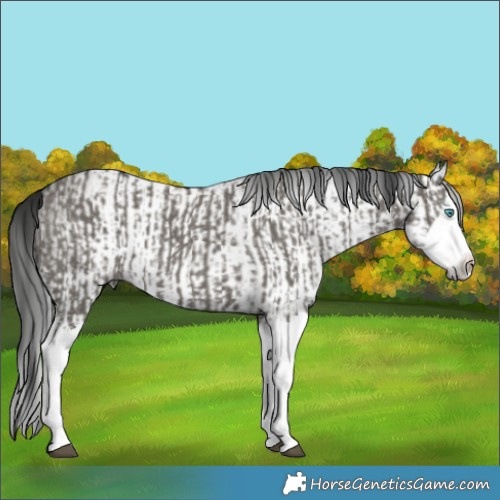 Horse Color:Grullo Sabino Splash and Gray Grullo Sabino Splash