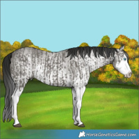 Horse Color:Grullo Sabino Splash  and Gray Grullo Sabino Splash 