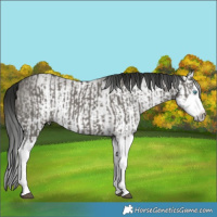 Horse Color:Grullo Sabino Splash and Gray Grullo Sabino Splash