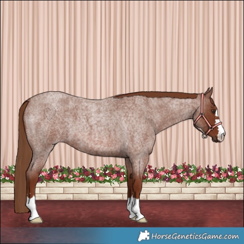Horse Color:Red Roan 