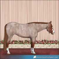 Horse Color:Red Roan 