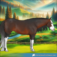 Horse Color:Bay Splash 
