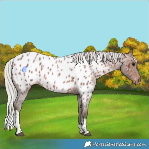 Horse Color:Silver Brown Roan Tobiano Appaloosa 