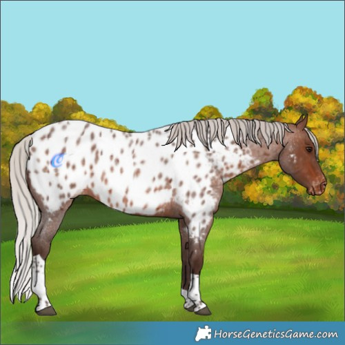 Horse Color:Silver Brown Roan Tobiano Near Leopard 