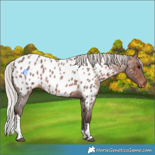 Horse Color:Silver Brown Roan Tobiano Appaloosa 