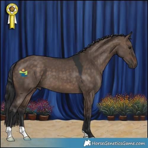 Horse Color:Brown Dun 