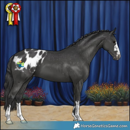 Horse Color:Black Appaloosa 